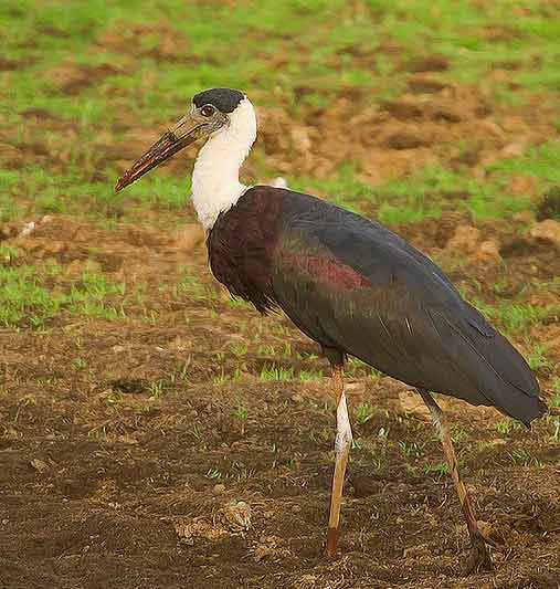 Detail Burung Bangau Sawah Nomer 42