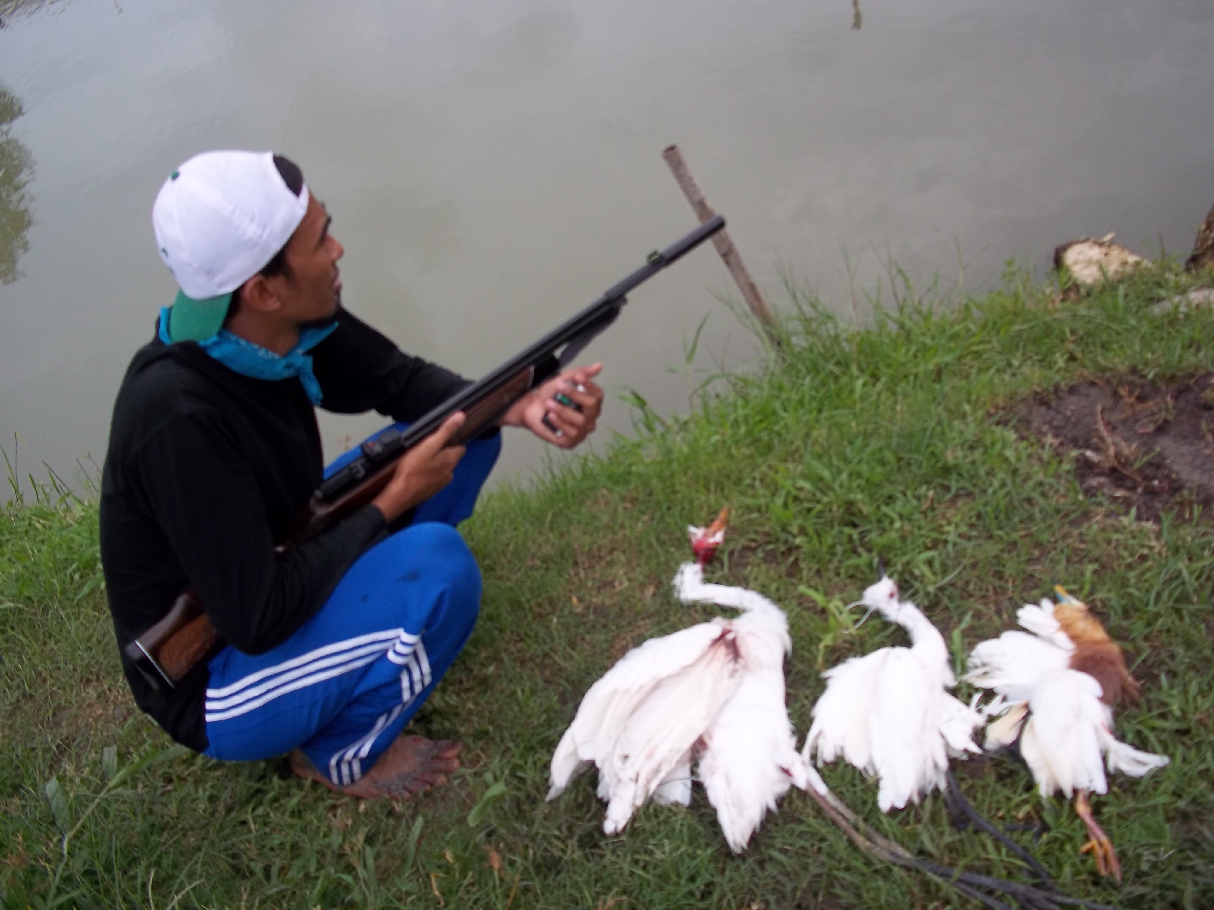 Detail Burung Bangau Sawah Nomer 48