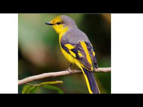 Detail Burung Bara Api Nomer 2