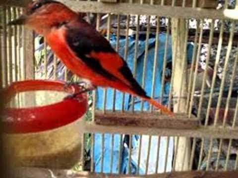 Detail Burung Bara Api Nomer 11