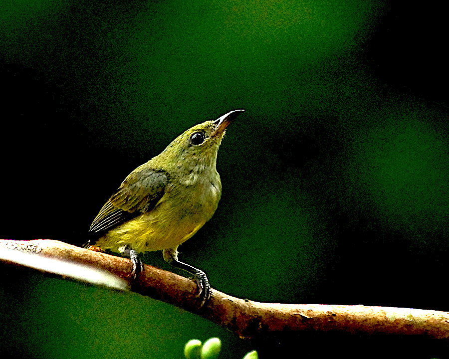Detail Burung Bara Api Nomer 12