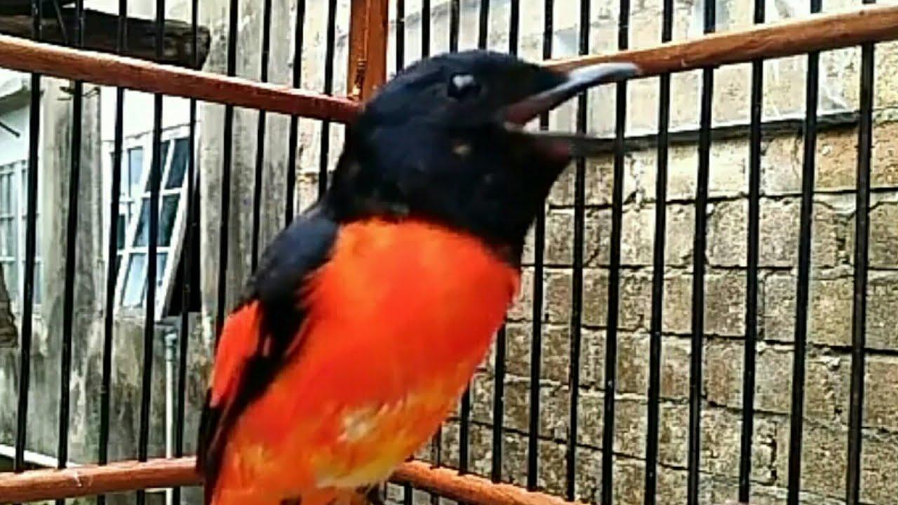 Detail Burung Bara Api Nomer 13