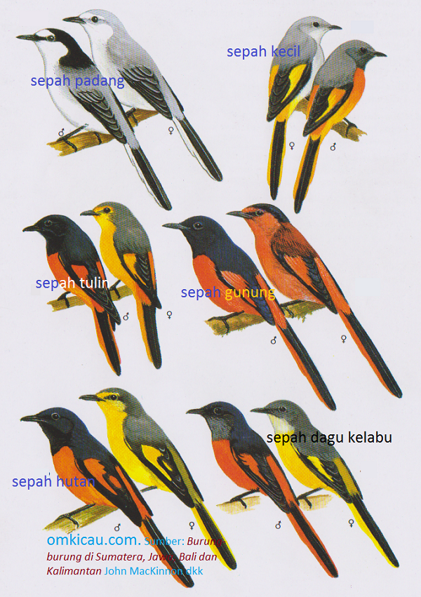 Detail Burung Bara Api Nomer 15