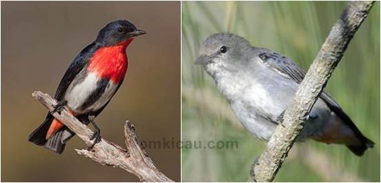 Detail Burung Bara Api Nomer 16