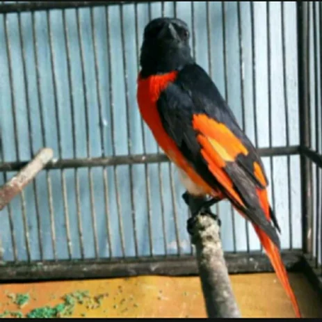 Detail Burung Bara Api Nomer 19