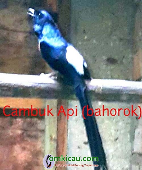 Detail Burung Bara Api Nomer 20