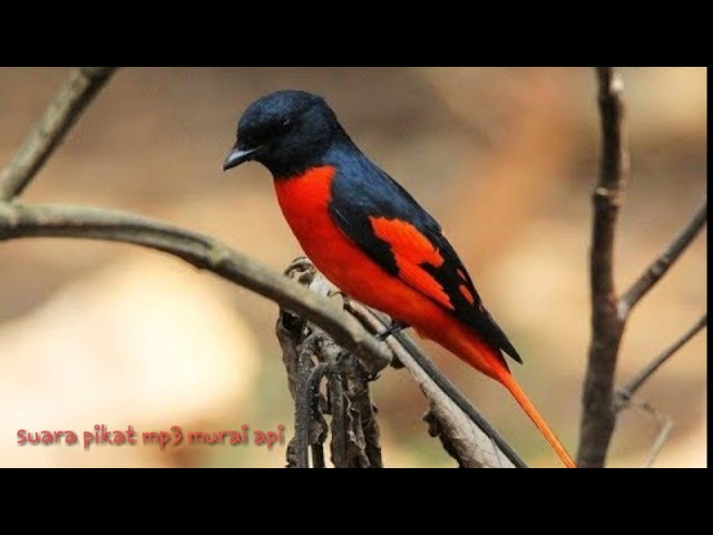 Detail Burung Bara Api Nomer 3
