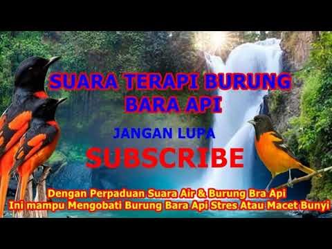 Detail Burung Bara Api Nomer 21