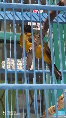 Detail Burung Bara Api Nomer 23