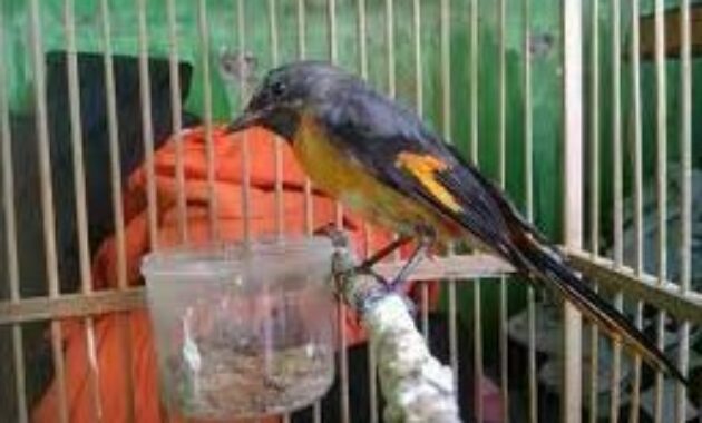 Detail Burung Bara Api Nomer 24