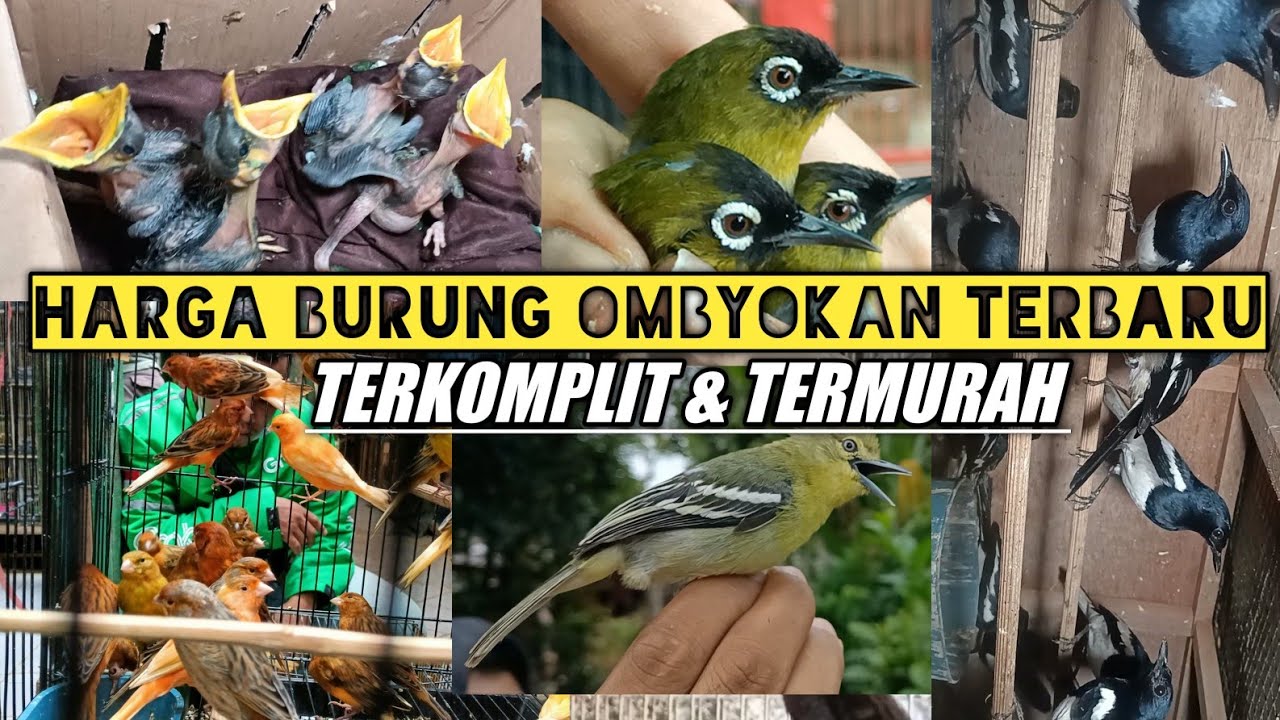 Detail Burung Bara Api Nomer 26