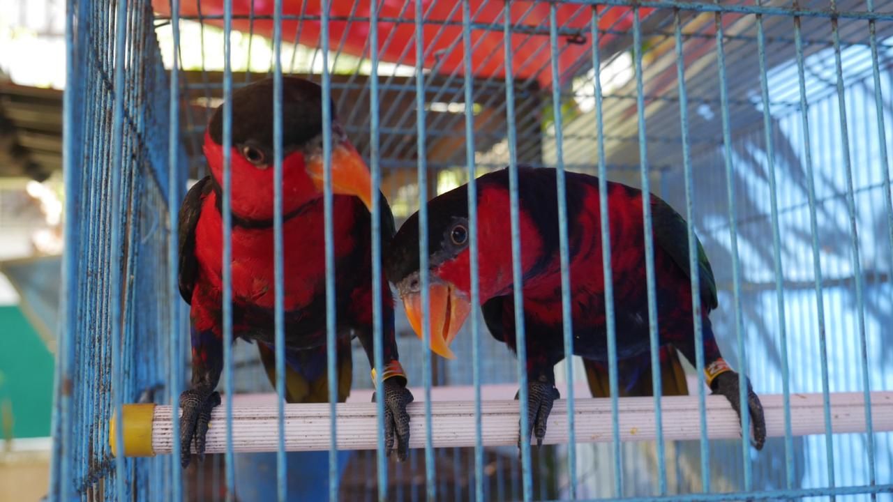 Detail Burung Bara Api Nomer 27