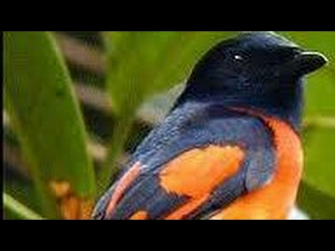Detail Burung Bara Api Nomer 4