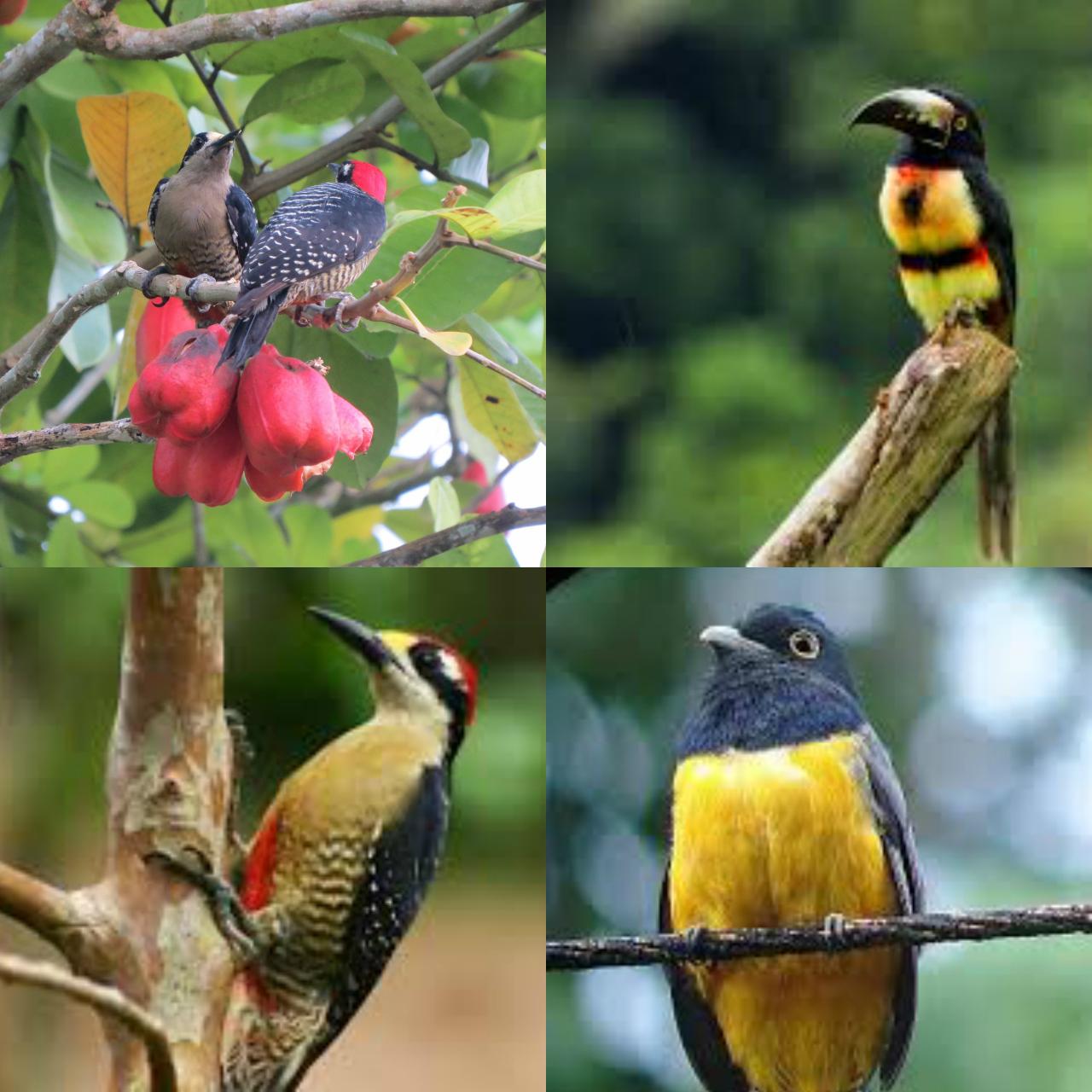 Detail Burung Bara Api Nomer 29