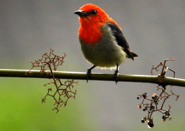 Detail Burung Bara Api Nomer 30
