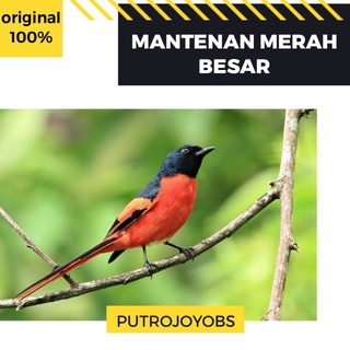 Detail Burung Bara Api Nomer 31