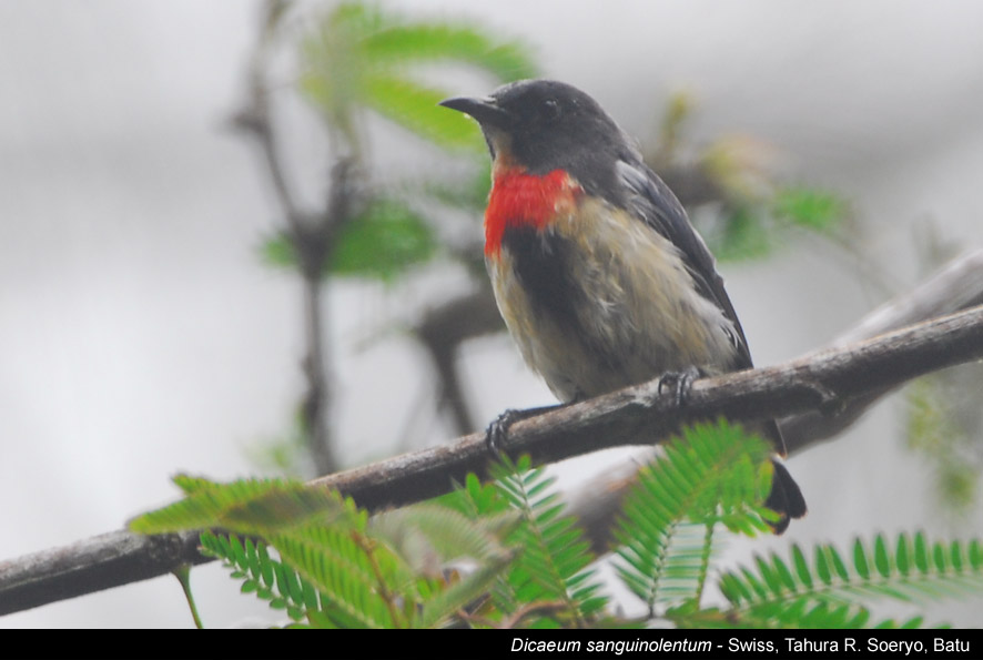 Detail Burung Bara Api Nomer 34