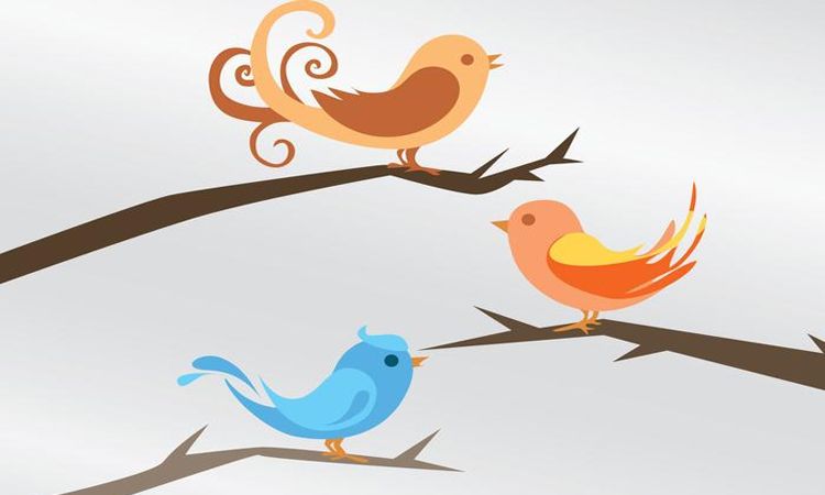 Detail Burung Bara Api Nomer 37
