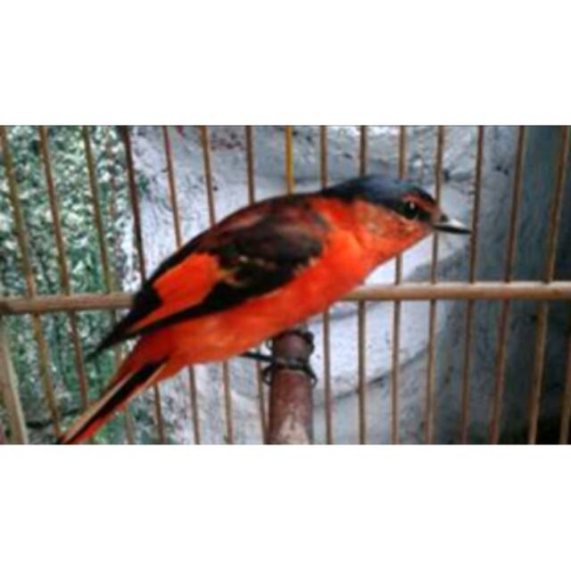 Detail Burung Bara Api Nomer 5
