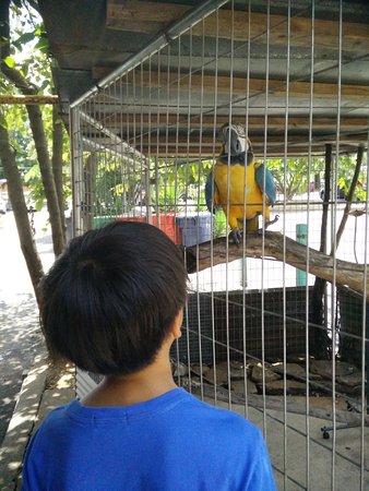 Detail Burung Bara Api Nomer 39