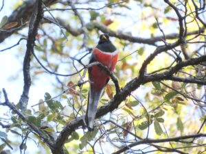 Detail Burung Bara Api Nomer 40
