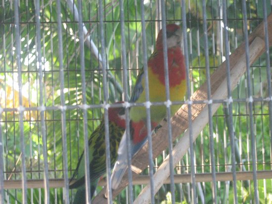 Detail Burung Bara Api Nomer 42