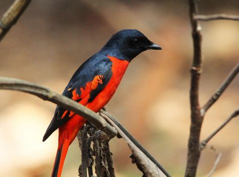 Detail Burung Bara Api Nomer 46