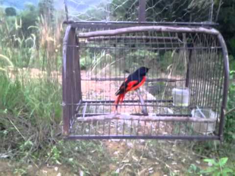 Detail Burung Bara Api Nomer 6