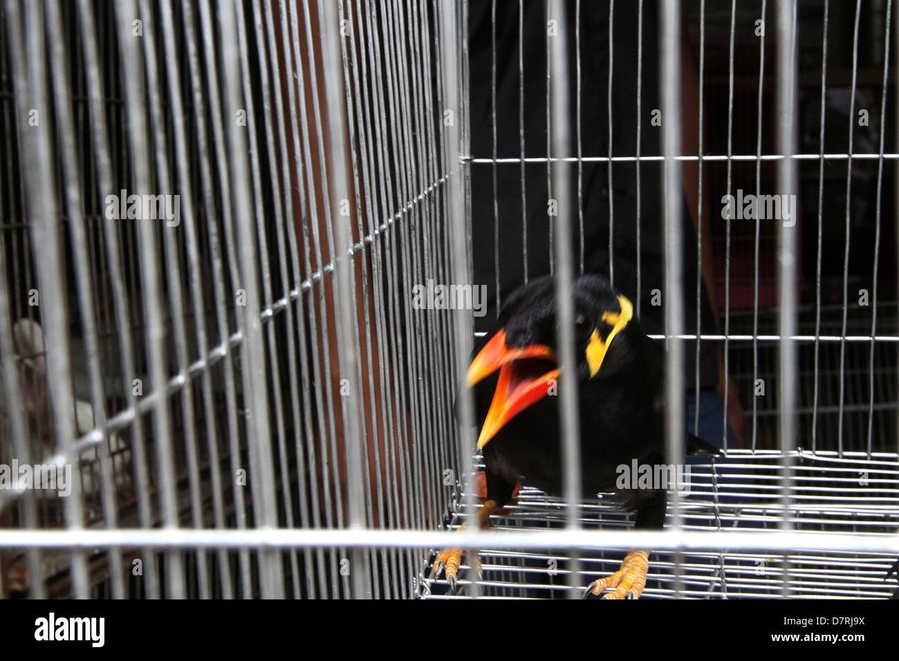 Detail Burung Bara Api Nomer 47