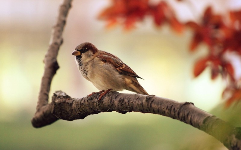 Detail Burung Bara Api Nomer 49