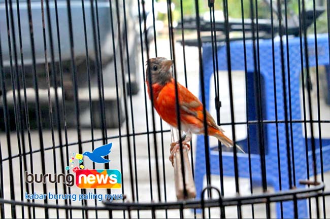 Detail Burung Bara Api Nomer 53