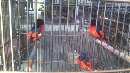 Detail Burung Bara Api Nomer 9