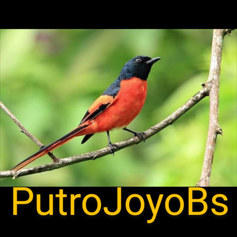 Detail Burung Bara Api Nomer 10