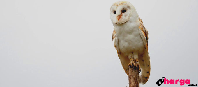 Detail Burung Barn Owl Nomer 15