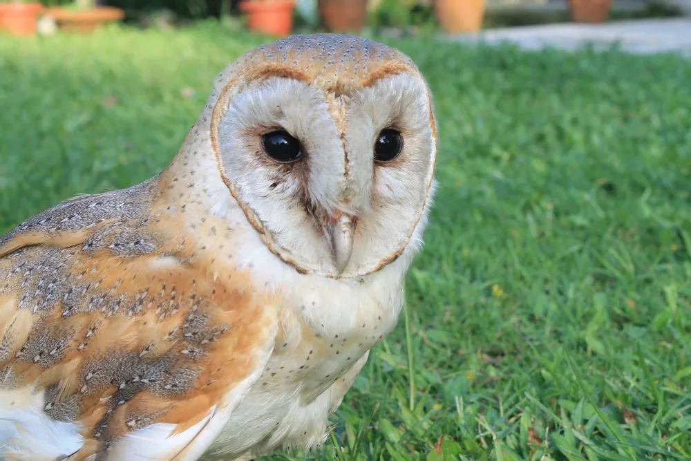 Detail Burung Barn Owl Nomer 16