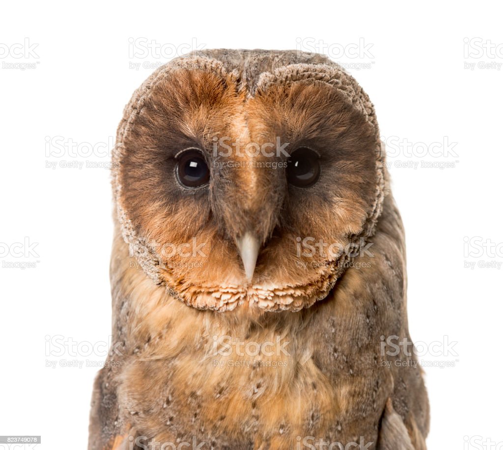 Detail Burung Barn Owl Nomer 33