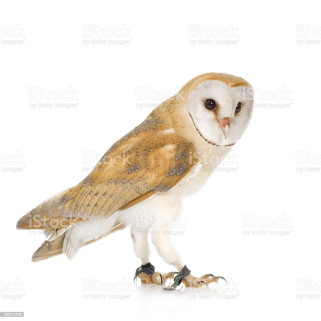 Detail Burung Barn Owl Nomer 47