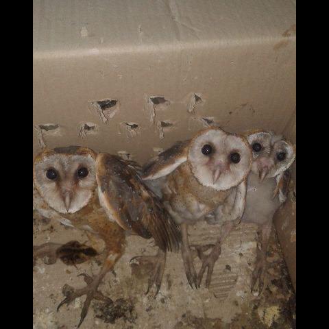 Detail Burung Barn Owl Nomer 54