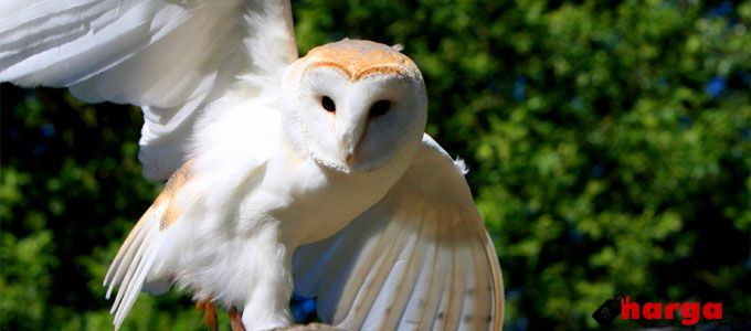 Detail Burung Barn Owl Nomer 6