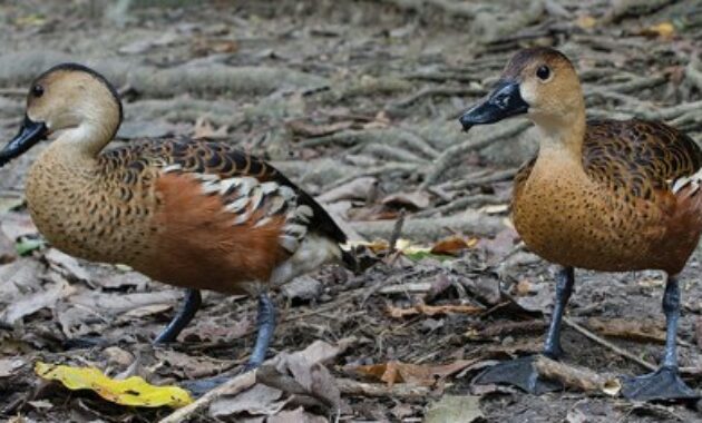 Detail Burung Belibis Putih Nomer 9