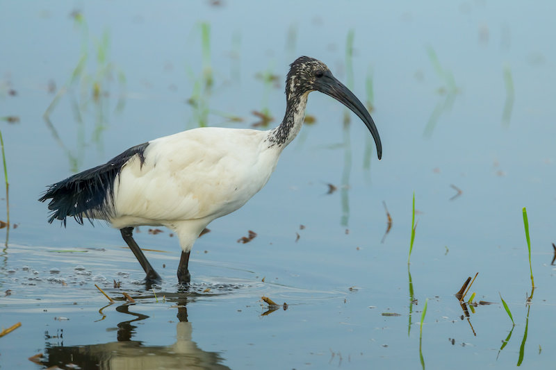 Detail Burung Belibis Putih Nomer 22