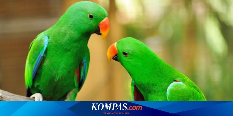 Detail Burung Beo Hijau Nomer 2