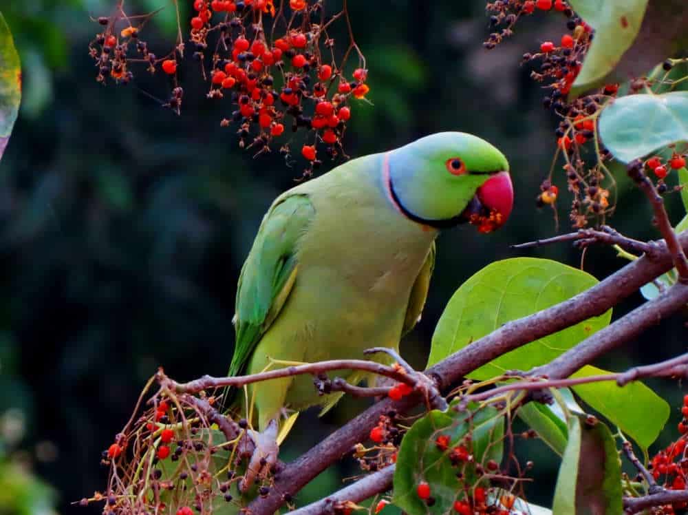 Detail Burung Beo Hijau Nomer 19