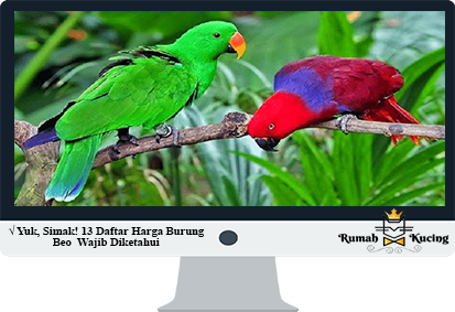 Detail Burung Beo Hijau Nomer 48