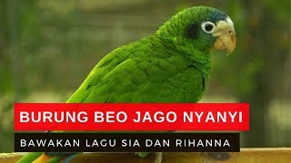 Detail Burung Beo Hijau Nomer 52