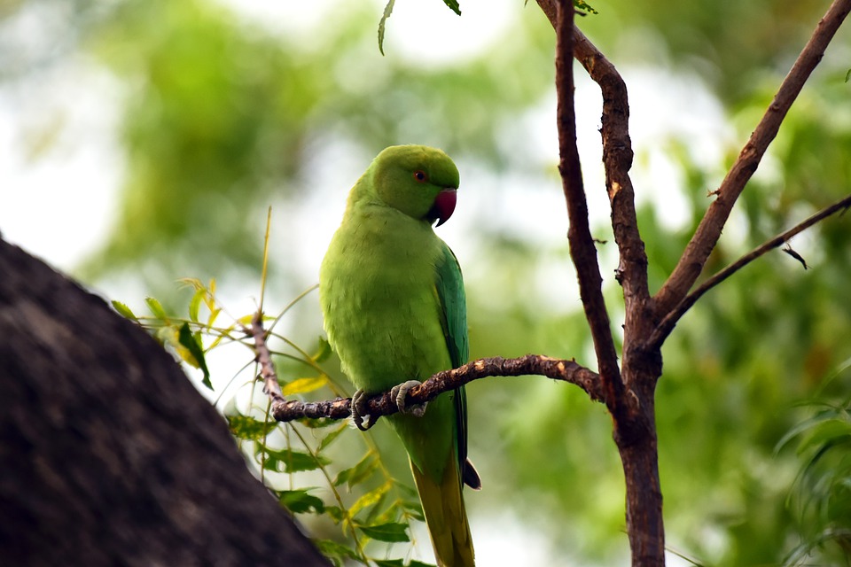 Detail Burung Beo Hijau Nomer 56