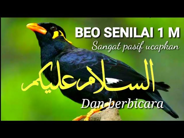 Detail Burung Beo In English Nomer 22