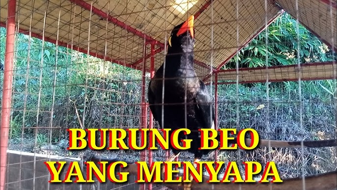 Detail Burung Beo In English Nomer 36