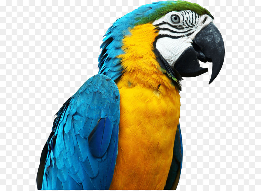 Detail Burung Beo Png Nomer 22