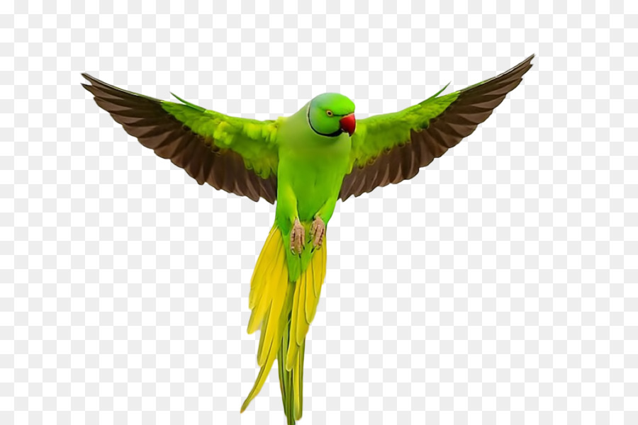 Detail Burung Beo Png Nomer 29